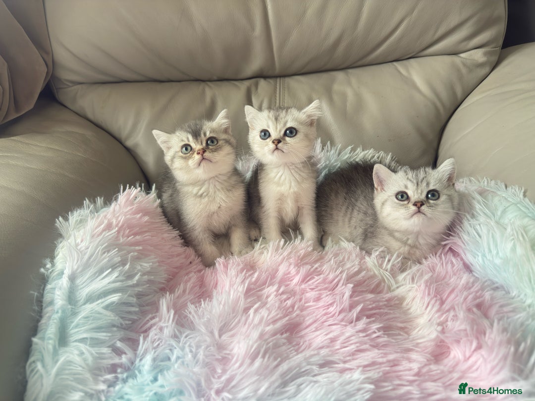 British Shorthair cats for sale: Grand champion bloodline silver shaded BSH kittens - Image 3