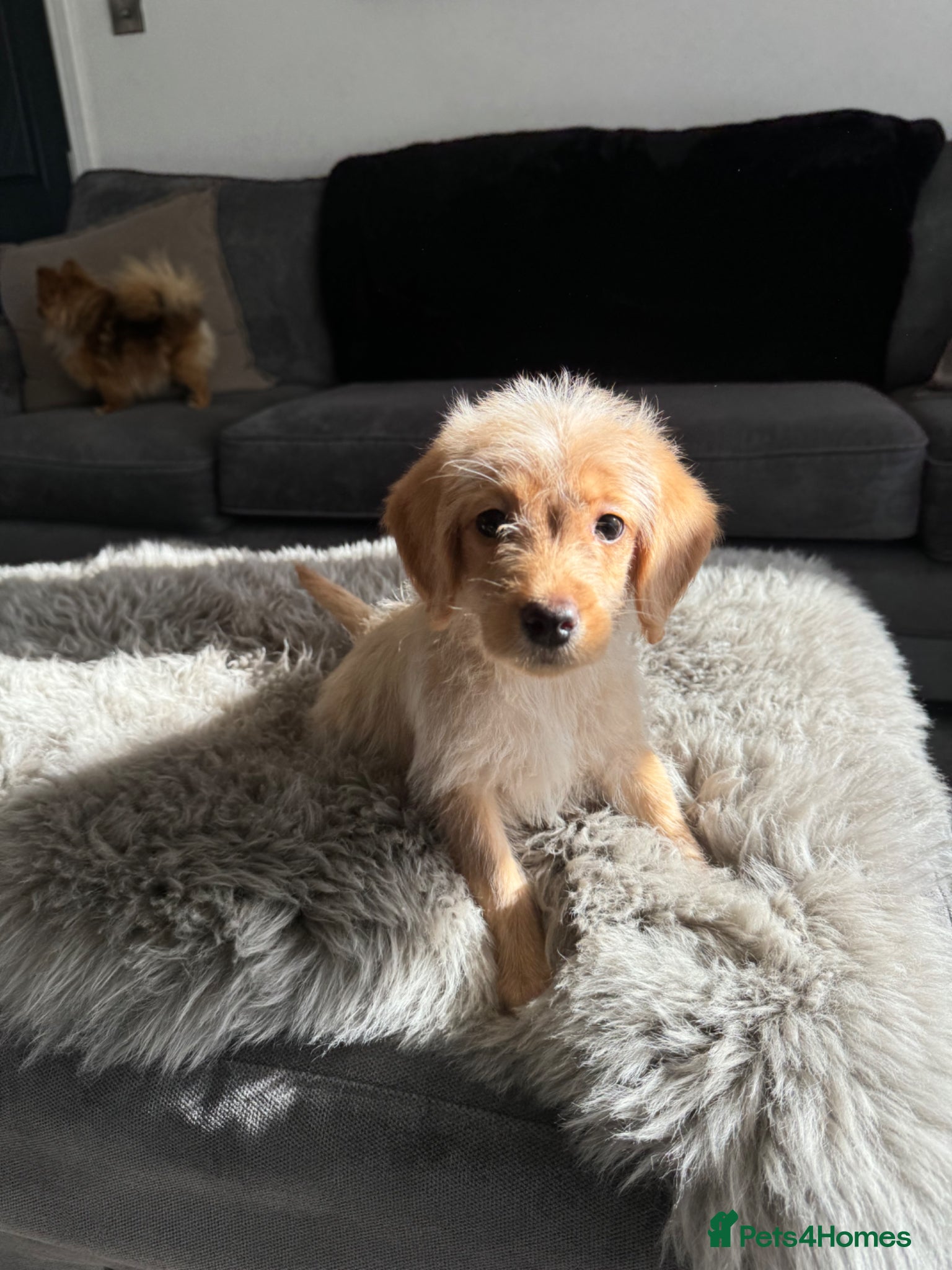 Labradoodle dogs miniature labradoodles pups  - Advert 3