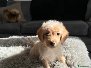 Labradoodle dogs miniature labradoodles pups - Advert 3