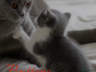 Mixed Breed rabbits BSH X RAGDOLL .. 2 GORGEOUS BOYS !! - Advert 2