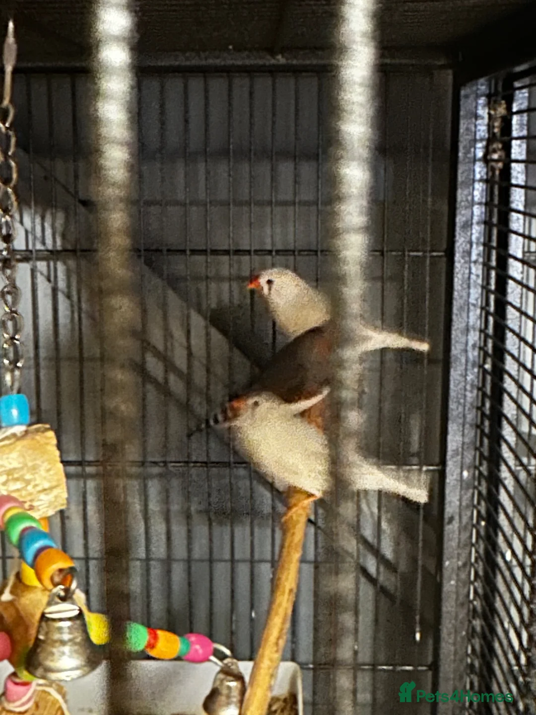 Finches birds for sale: 6 beautiful finches two proven pairs ,two female - Advert 1