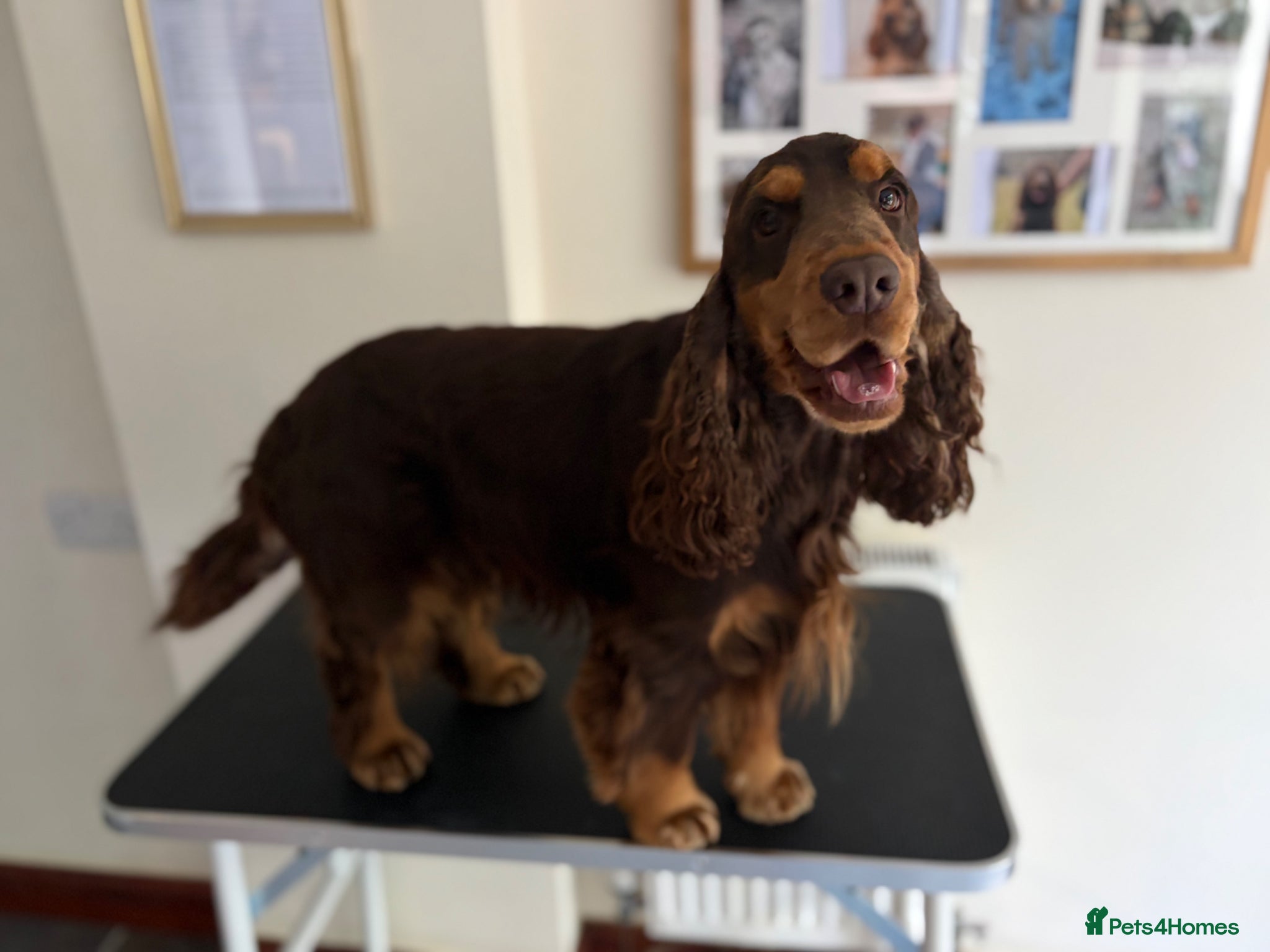 Cocker Spaniel dogs TRUE TO TYPE- Chocolate & Tan Show Cocker Spaniel - Advert 12