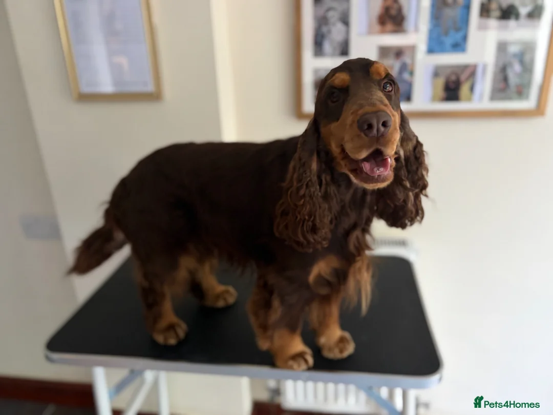 Cocker Spaniel dogs for stud: TRUE TO TYPE- Chocolate & Tan Show Cocker Spaniel - Advert 1