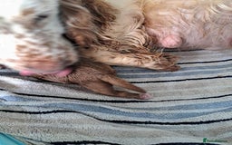 Cockapoo dogs for sale: Beautiful F1 Cockapoo puppies - Image 12