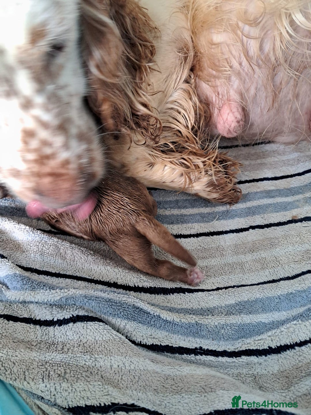 Cockapoo dogs for sale: Beautiful F1 Cockapoo puppies - Image 12