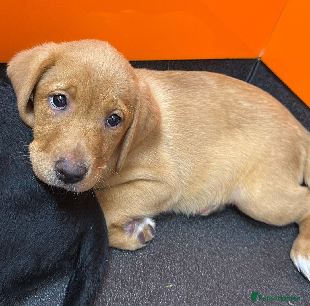 Labrador Retriever dogs for sale: Labrador Pupsfor Sale – Yellow, Chocolate, Black  - Image 21