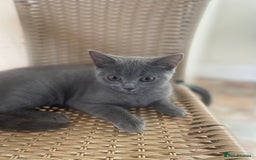 Russian Blue cats for sale: Russian blue British shorthair kittens - Image 14