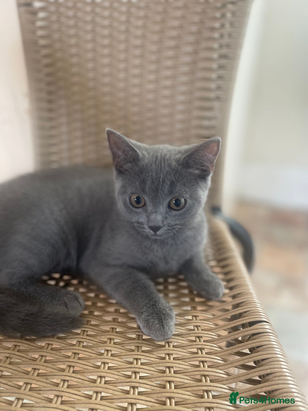 Russian Blue cats for sale: Russian blue British shorthair kittens - Image 14