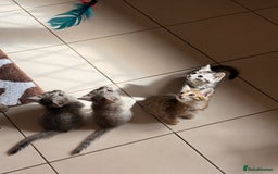 Mixed Breed cats for sale: Cute Kittens - Image 13