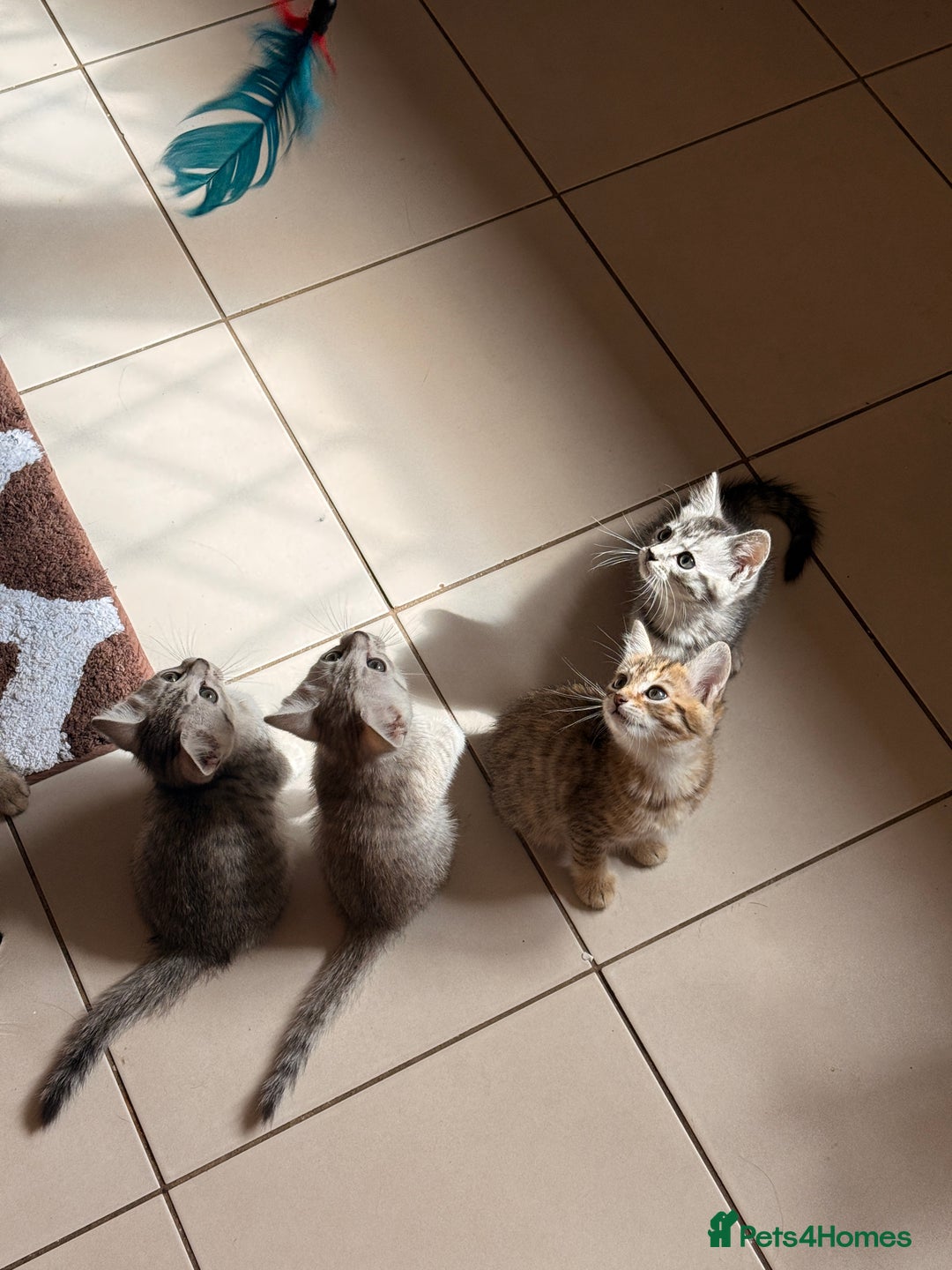 Mixed Breed cats for sale: Cute Kittens - Image 13