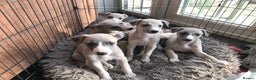 Whippet dogs for sale: Stunning whippet puppies - Advert 7