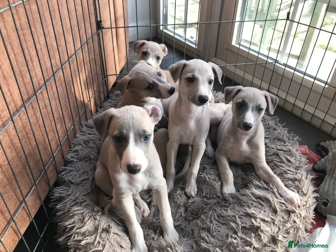 Whippet dogs for sale: Stunning whippet puppies - Advert 7