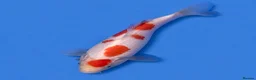 Koi Carp fish for sale: Japanese Koi - Top Quality - Advert 36