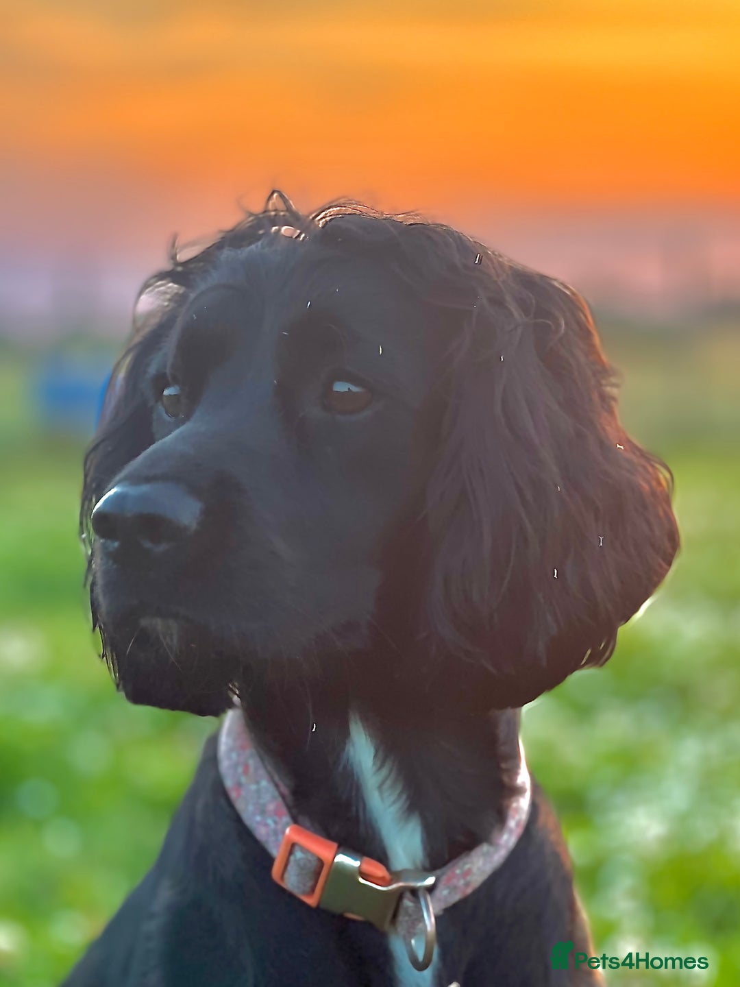 Cocker Spaniel dogs for sale: Farm Bred - Docked - Working Cocker Pups in Peterborough - Image 4