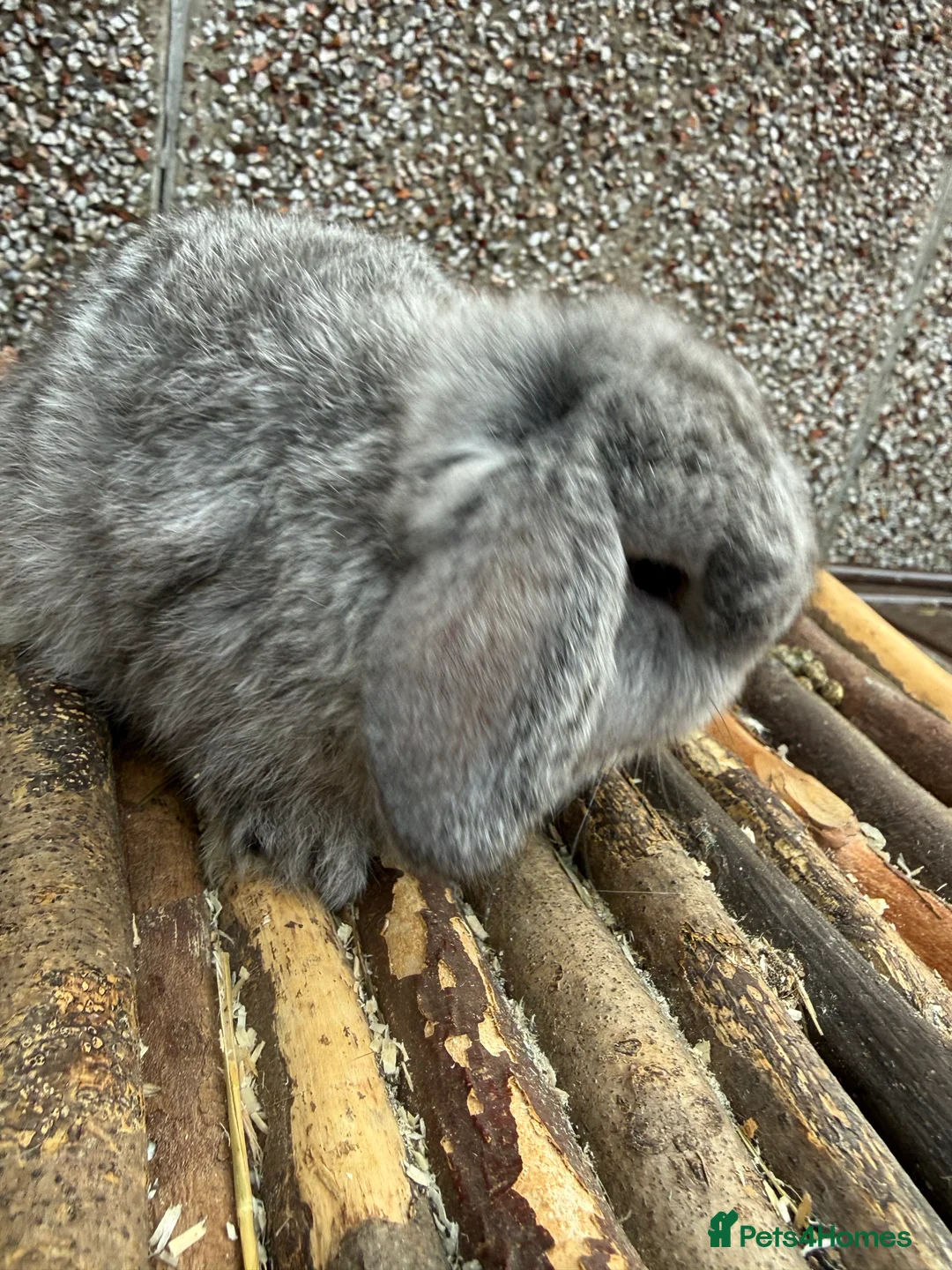 Mini Lop rabbits for sale: 2 READY TO GO - Advert 2