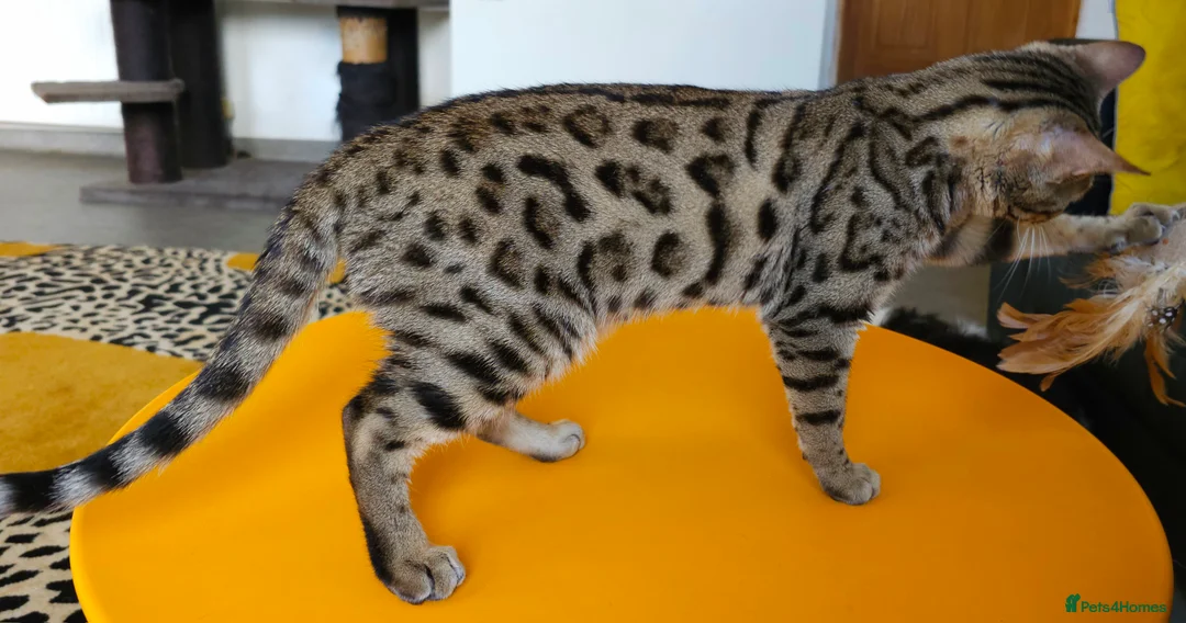 Bengal cats for sale: Gorgeous Brown Rosetted Boy Available  - Advert 11