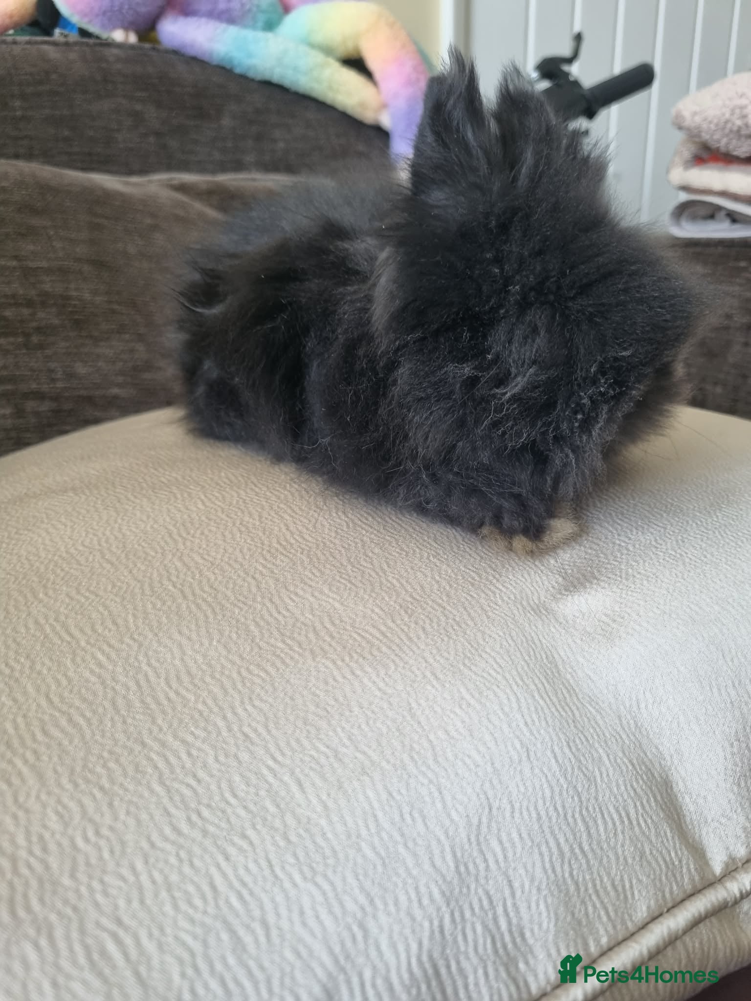 Lionhead rabbits Charcoal fluffy lionhead rabbit - Advert 2