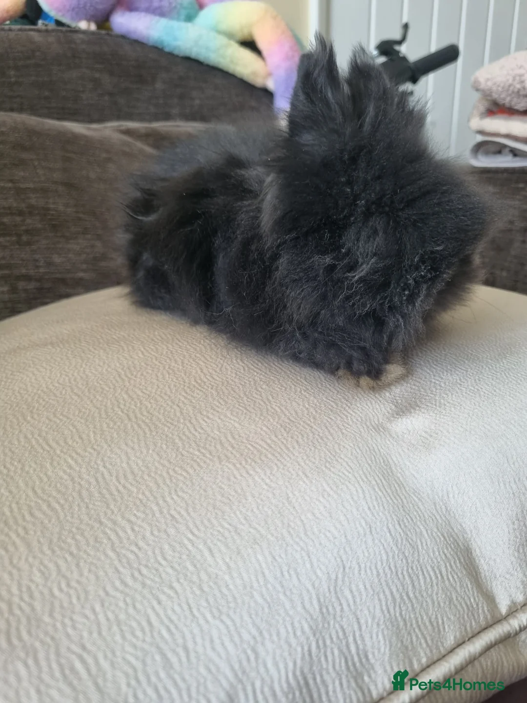 Lionhead rabbits for sale: Charcoal fluffy lionhead rabbit - Advert 2
