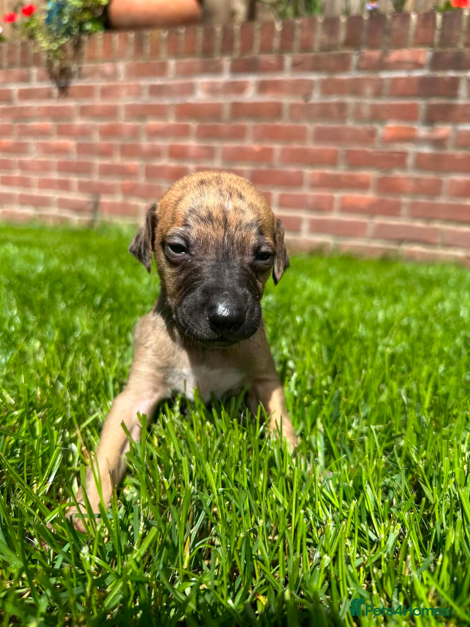 Whippet dogs STUNNING RED BRINDLE BOY & 2 BRINDLE PARTI-COLOURS - Advert 2