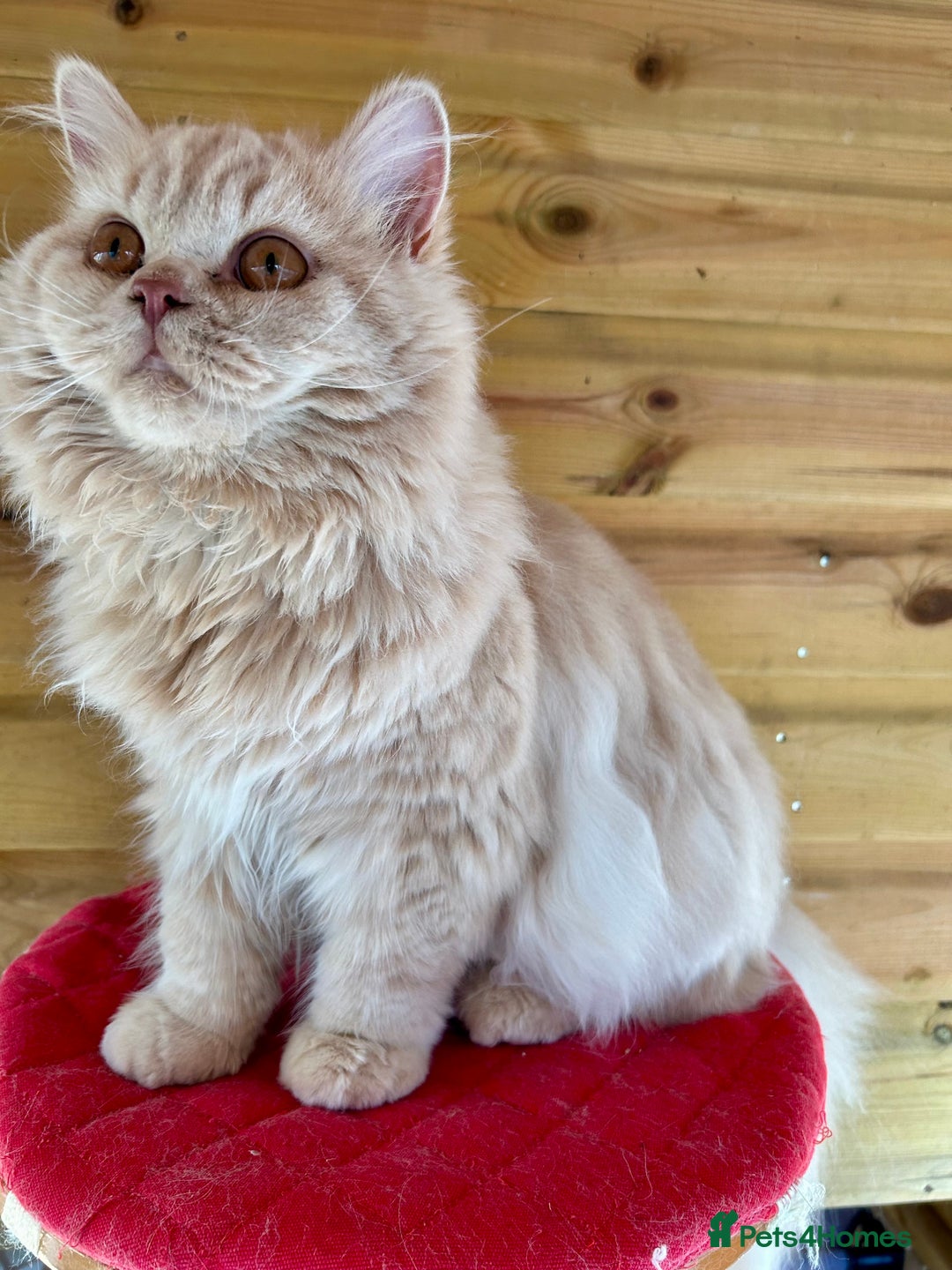 British Longhair cats for sale: British longhair kitten - Image 3