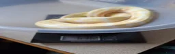 Python Snake reptiles for sale: Royal Python collection in Blackburn - Advert 2
