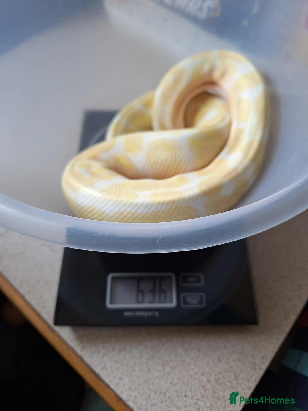 Python Snake reptiles for sale: Royal Python collection in Blackburn - Advert 2
