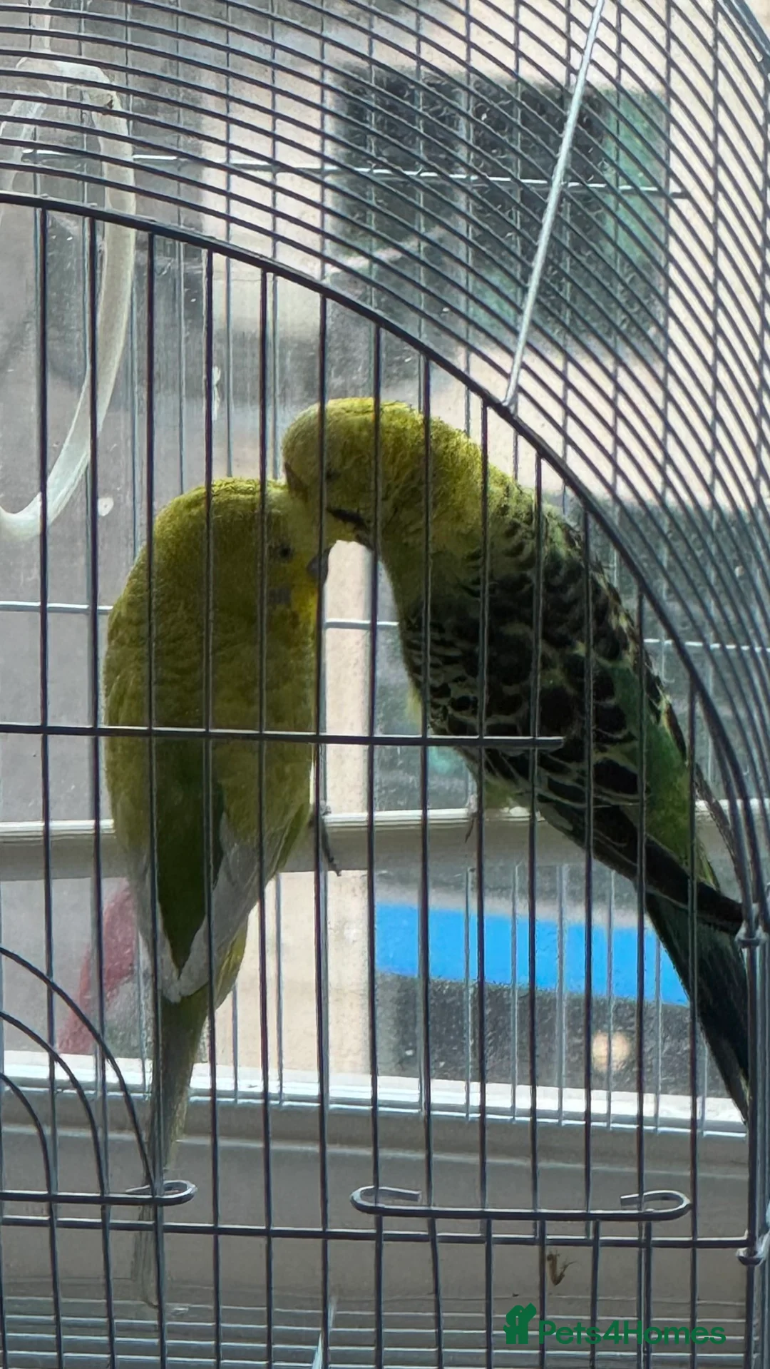 Budgerigars birds for sale: Bonded pair of budgies - Advert 1