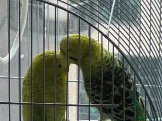Budgerigars birds Bonded pair of budgies - Advert 1