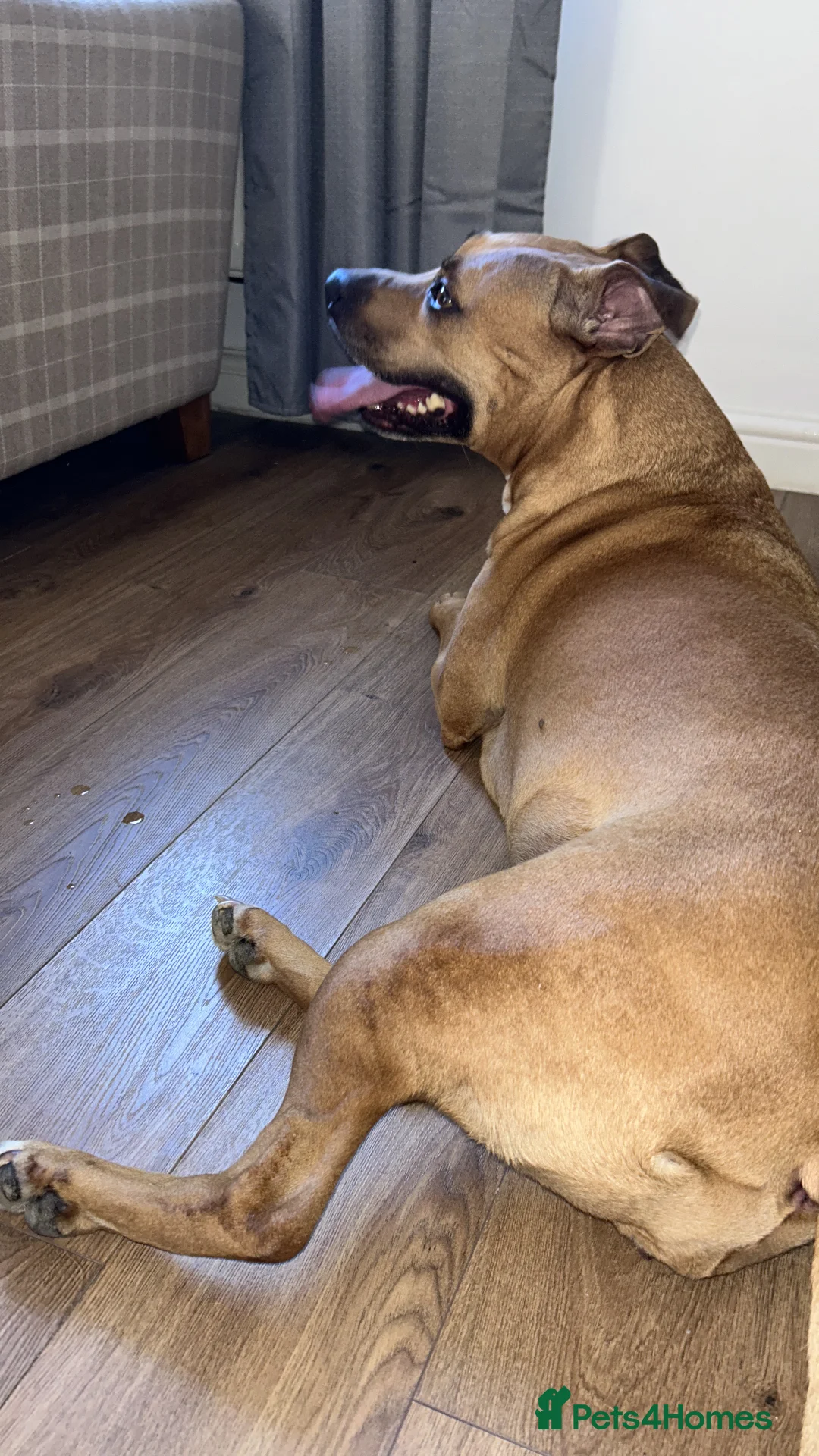 Mixed Breed dogs for sale: Rehome Bonnie  - Advert 9