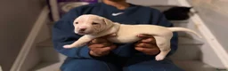 American Bull Staffy dogs for sale: Long legged staff litter - Advert 3