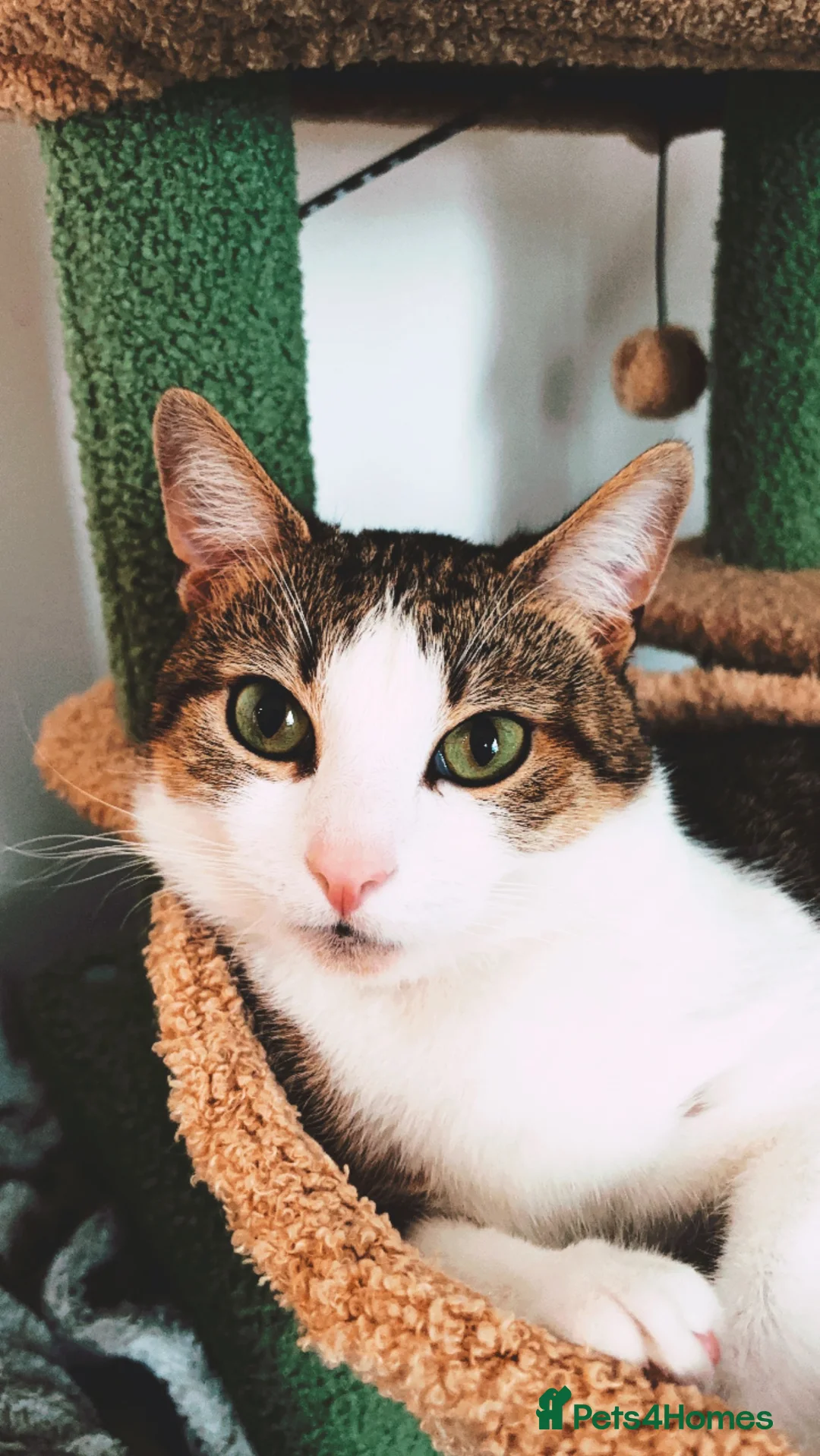 Mixed Breed cats for sale: Male cat, approx 3 years old - Advert 3