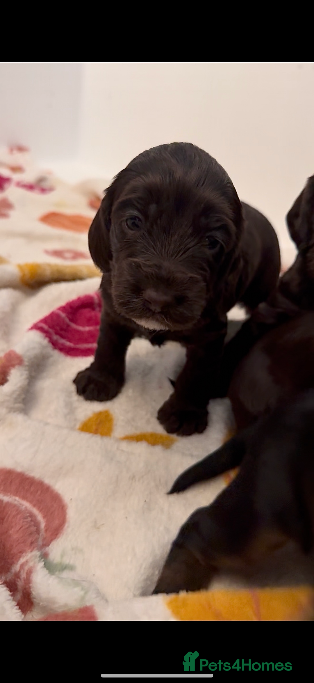 Cockapoo dogs for sale: F1B cockapoo puppies - Image 4