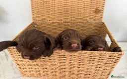 Sprocker dogs for sale: 1 chocolate boy sproker 10 weeks  - Image 5