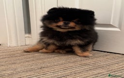 Pomeranian dogs for sale: *MINIATURE UNIQUE RARE tan toy Pomeranian boy 3yr* - Image 4