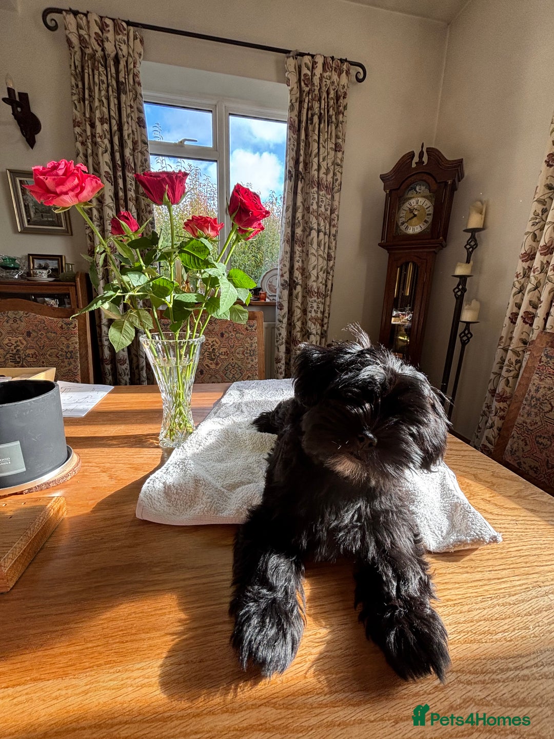 Mixed Breed dogs for sale: 2 Adorable Shorkie puppies  - Image 4