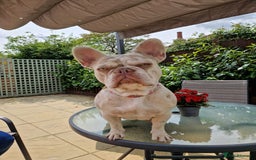 French Bulldog dogs for sale: French bulldog - Image 3