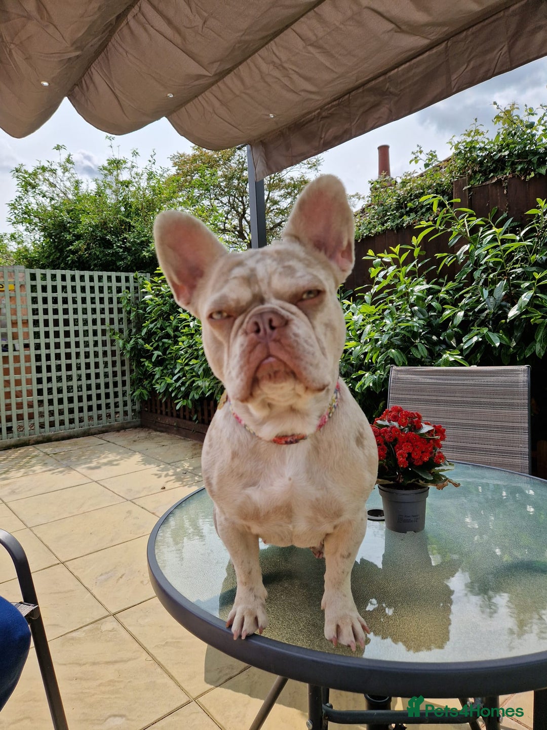 French Bulldog dogs for sale: French bulldog - Image 3