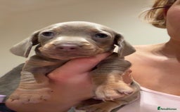 Miniature Dachshund dogs for sale: Beautiful litter of puppy’s  - Image 20