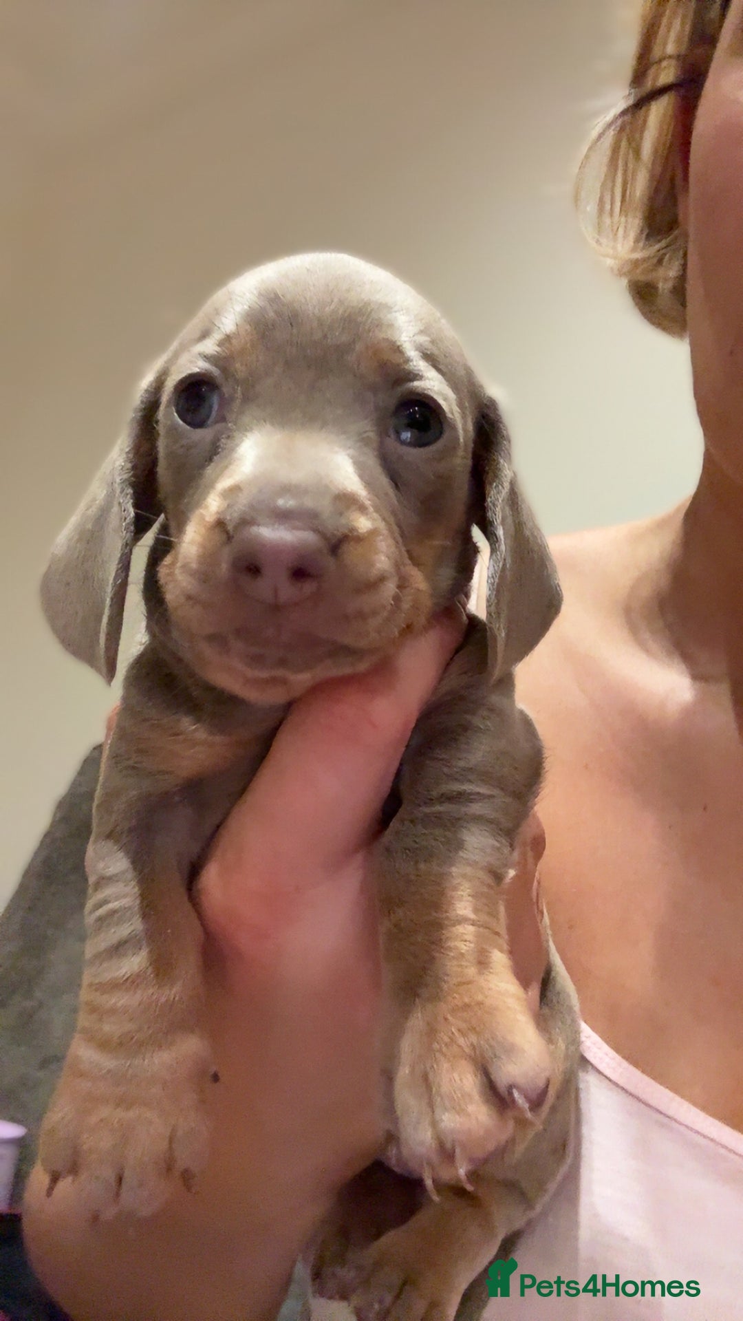 Miniature Dachshund dogs for sale: Beautiful litter of puppy’s  - Image 20