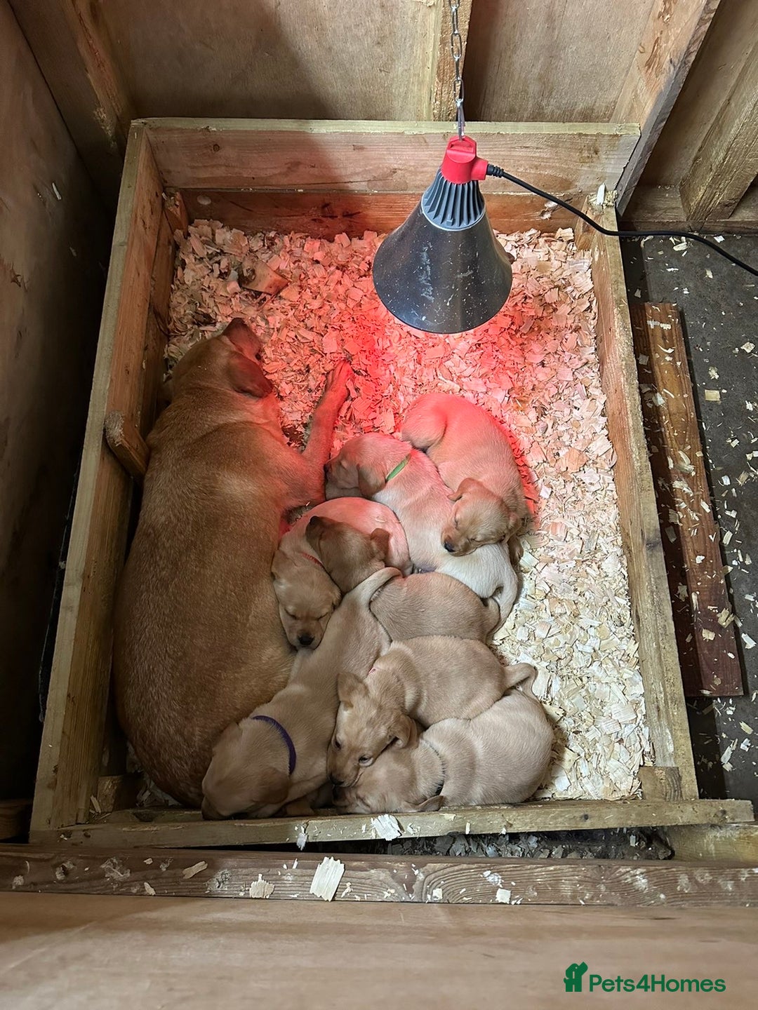 Labrador Retriever dogs for sale: Gorgeous KC registered Labrador puppies 🤩 - Advert 1