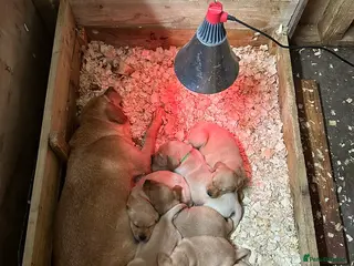 Labrador Retriever dogs Gorgeous KC registered Labrador puppies 🤩 - Advert 13