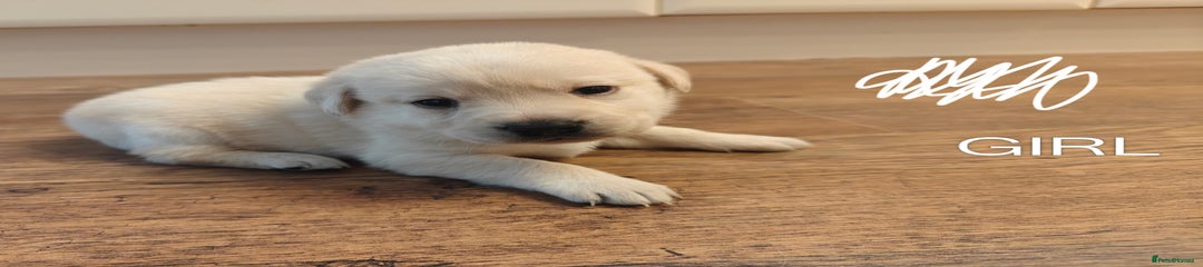 Labrador Retriever Puppy 3