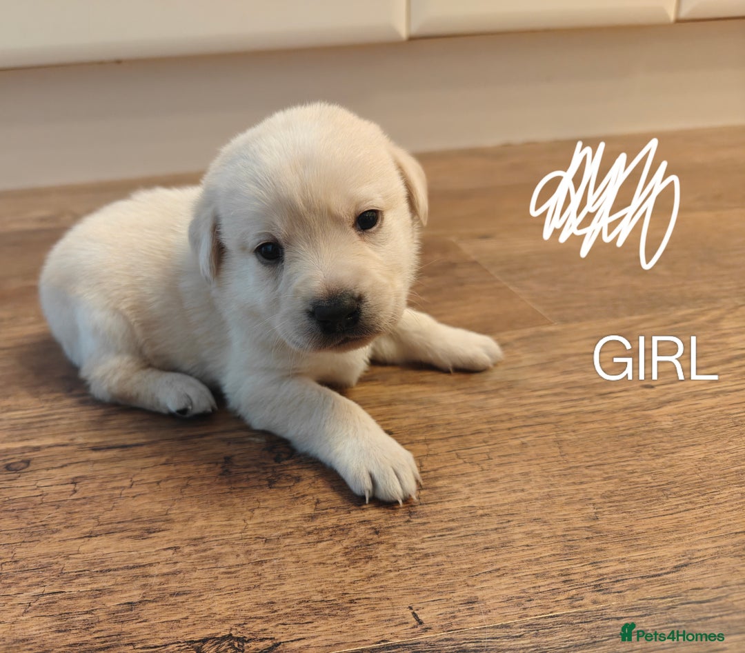 Labrador Retriever dogs for sale: Labrador Retriever Puppies - Image 7