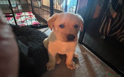 Mixed Breed dogs for sale: 2 male Sheprador puppies for sale - Image 1