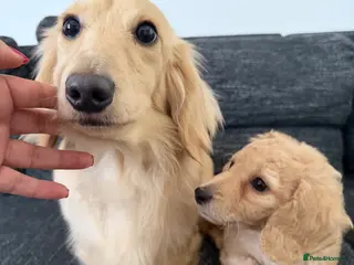 Dachshund dogs Beautiful miniature dachshund for sel - Advert 1