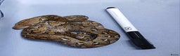 Python Snake reptiles for sale: Malayan Pythons Female - Advert 9