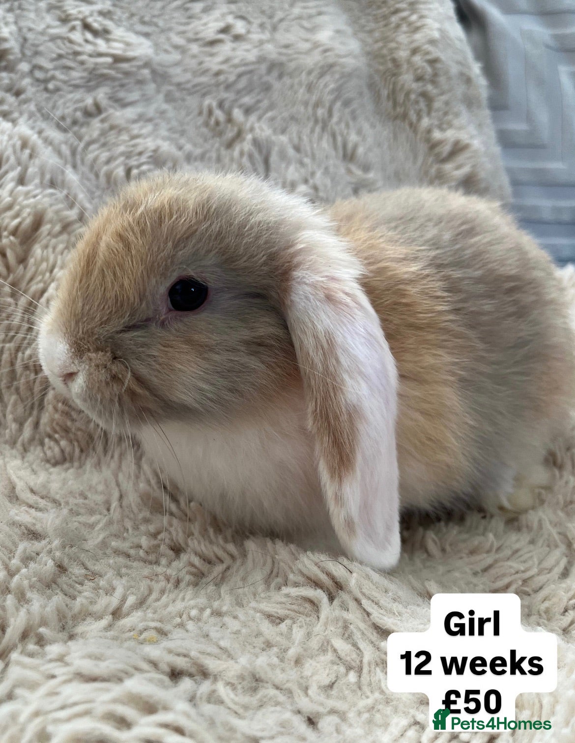 Mini Lop rabbits 🐰 Beautiful Bunny’s 🐰  - Advert 1