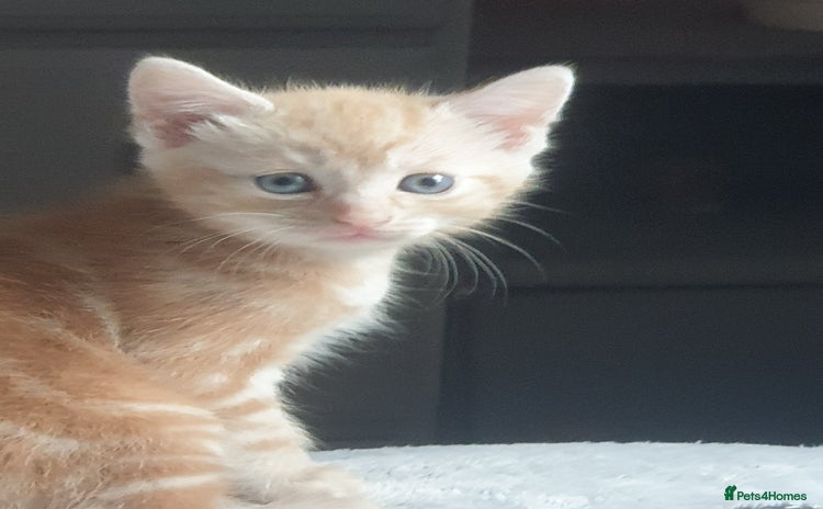 Domestic Shorthair cats - Advert 4