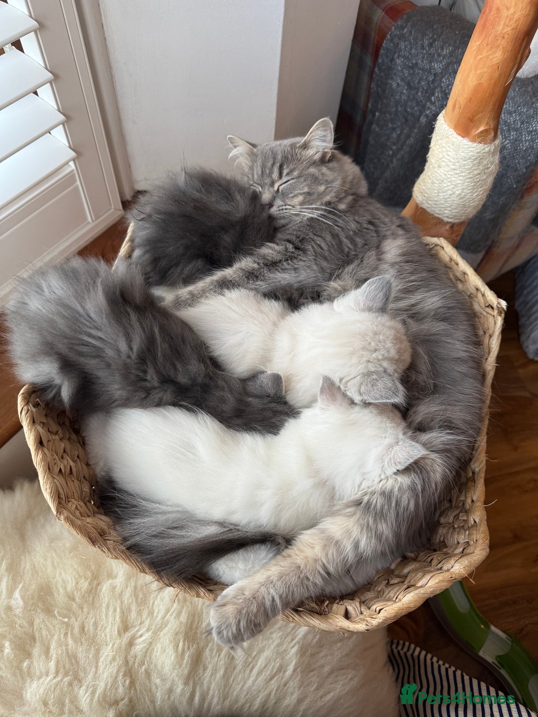 RagaMuffin cats for sale: Beautiful Ragamuffin Kittens - BSH/Ragdoll Cross - Advert 2