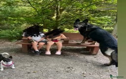 German Shepherd dogs for stud: ✨ Premium Stud Dog- BULLET.✨ - Advert 5